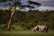 Lonely elephant with forest in background during safari tour in Ol Pejeta, Kenya