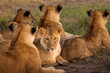 Group of lioness family during safari tour with savana in background, Ol Pejeta Park, Kenya