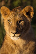 Lion cub during safari tour with savana in background, Ol Pejeta Park, Kenya