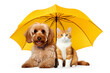 Cat and dog sitting under an umbrella