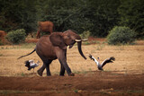 Fototapeta Las - Elephant playing in savana during safari tour in Tsavo Park, Kenya