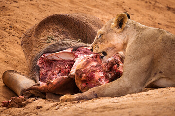 Wall Mural - Lion and lioness in savana during safari tour in Tsavo Park, Kenya