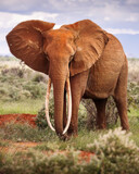 Fototapeta Konie - Elephant in savana during safari tour in Tsavo Park, Kenya