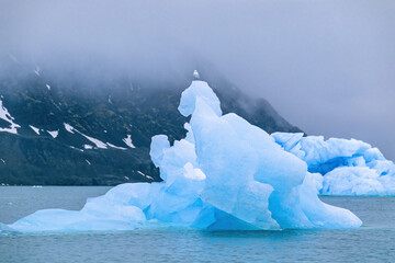 Canvas Print - Ice floe with a seagull on top by the coast