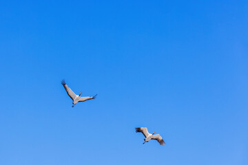 Canvas Print - Beautiful flying cranes on a blue sky