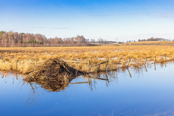 Poster - Wet meadow landscape by a canal and a Beaver lodge at spring