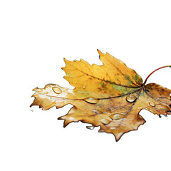 Wall Mural - A Rainstorm With Raindrops Falling on Leaves and Puddles Forming.. Isolated on a Transparent Background. Cutout PNG.
