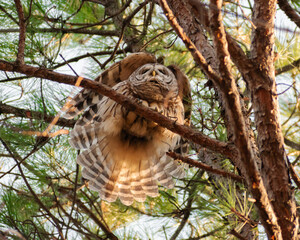 barred owl (strix varia) displaying wings and tail in pine tree