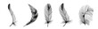 Set of realistic vector goose or swan feathers of various shapes. Ecological feather filler for pillows, blankets or jackets.Vector concept design,line art.