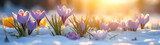 Colorful crocus flowers and grass growing from the melting snow and sunshine in the background. Concept of spring coming and winter leaving.