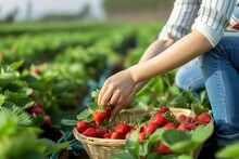 female picking strawberries into a basket