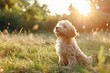 Labradoodle dog sitting in grass on spring or summer forest with sunlight on background