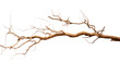© Usama - Prepare for a Roaring Campfire with a Bundle of Dry Branches on a White or Clear Surface PNG Transparent Background.