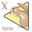 © istikhory - Xerus is diurnal and mostly herbivorous. They go out hunting for food daily and don’t keep steady storage. They don’t live in trees, creating more comfortable habitats in burrows in the desert.