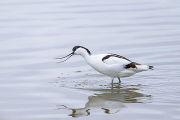 Wall Mural - A Pied Avocet walking in shallow water