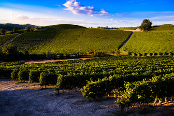 Wall Mural - Landscape over the vineyards in the Piedmontese hills of the Langhe