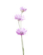 Three  wildflowers of lilac color isolated on white background. Xeranthemum annuum (Immortelle)