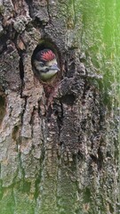 Sticker - On nest, young woodpecker calls adults to feed (Dendrocopos major)