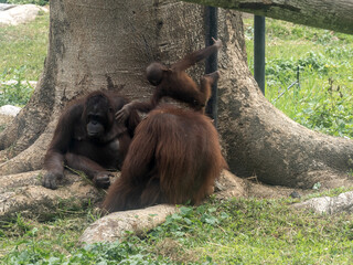 Wall Mural - Family Bornean Orang-utan, Pongo pygmaeus, Bali Safari Indonesia