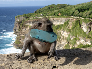 Wall Mural - Long-tailed Macaque, Macaca fascicularis, with stolen shoe, Uluwatu temple Bali Indonesia