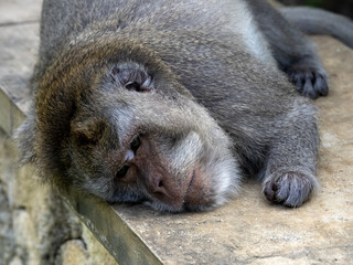 Wall Mural - Sleeping male Long-tailed Macaque, Macaca fascicularis, Uluwatu temple Bali Indonesia