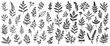 Collection of hand-drawn plant leaves on white background