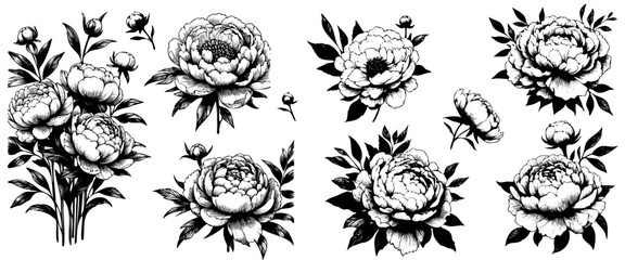 Sticker - Collection set of peony flower and leaves drawing illustration.