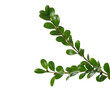 Green boxwood branch isolated on white background