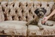 © studioworkstock - owner holding grimy puppy on a tufted victorian sofa