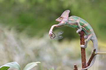 Wall Mural - Chameleon veiled catching dragonfly on branch, animal closeup