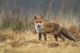 Fototapeta  - Fox Vulpes vulpes in natural scenery, Poland Europe, animal walking among  meadow