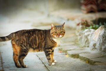 Poster - Cute small lovely cat on natural blur background