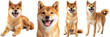 Happy shiba inu dog collection, portrait, standing, lying, sitting, isolated on a white background