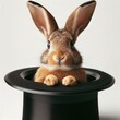 rabbit in a hat  magic focus show
