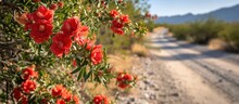 Red Flowers And Small Fruits Hanging From Pomegranate Shrubs Along City Roads In The American Southwest.