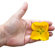 Hand holding yellow flower on transparent background.