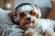 Happy dog in headphones with open mouth listening to music at home on the bed. Funny meme