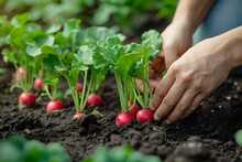 Female hands growing radishes in a garden bed