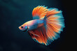 The beauty of colorful betta fish swimming beautifully on a black background. AI Generated