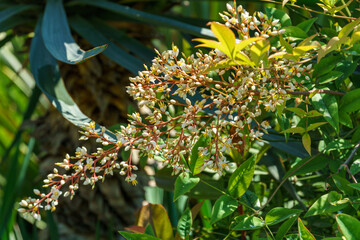 Wall Mural - Graceful blossom of Sacred bamboo tree Nandina domestica. Heavenly Bamboo or Nanten with buds and flowers in spring garden. Selective focus.