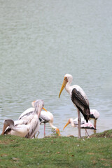 Wall Mural - The Painted Stork bird (Mycteria leucocephala) in garden