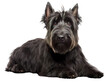Shaggy Scottish Terrier, isolated on a transparent or white background