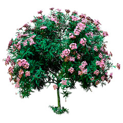 Sticker - 3D Rendering Nerium Oleander Tree on White