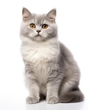 Fototapeta Koty - Gray Cat Sitting in Studio Isolated on White. Domestic Animal Photography of Cute Young Grey Pet