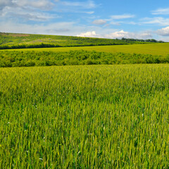 Wall Mural - Green wheat field and cloudy sky.