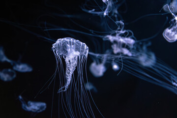 Wall Mural - Fluorescent jellyfish swim underwater in aquarium pool with white neon light. The Atlantic sea nettle chrysaora quinquecirrha in blue water, ocean. Theriology, tourism, diving, undersea life.