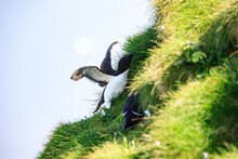Razorbill Birds Nesting On The Green Cliffs Of Bempton, York