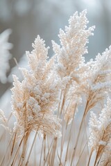 Wall Mural - natural minimalist background with dry grass