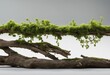 Fresh green moss on rotten branch and dirt isolated on white side view clipping path