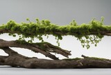 Fototapeta Sport - Fresh green moss on rotten branch and dirt isolated on white side view clipping path